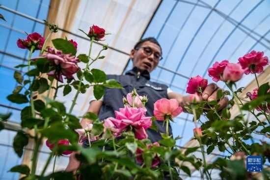 在云南省安寧市現(xiàn)代農(nóng)業(yè)園區(qū)玫瑰種植示范園，技術(shù)員田連通觀察玫瑰花（10月20日攝）。