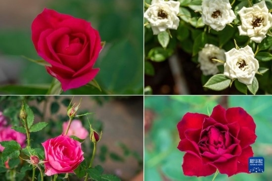 這是云南省安寧市現(xiàn)代農(nóng)業(yè)園區(qū)玫瑰種植示范園里玫瑰新品種的拼版照片。