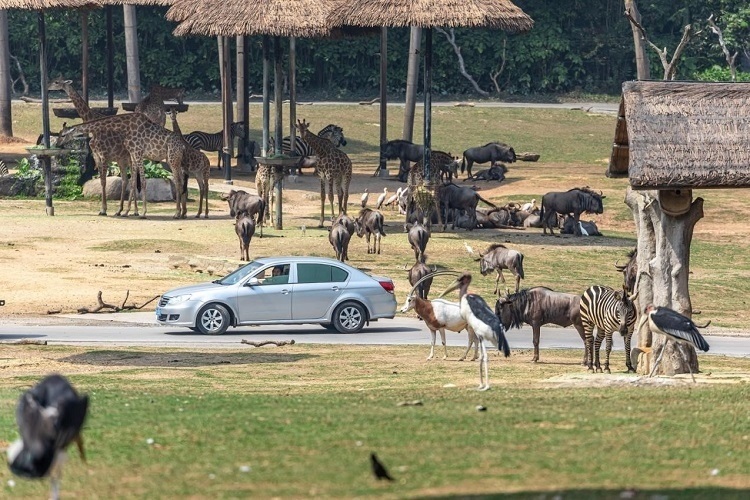 長隆野生動物世界園區(qū)內(nèi)，各類動物生活在一起。鄧泳怡 攝