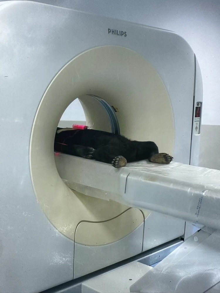 長隆野生動物世界的動物醫(yī)院內(nèi)，馬來熊在做核磁共振檢查。人民網(wǎng)記者 李舫攝