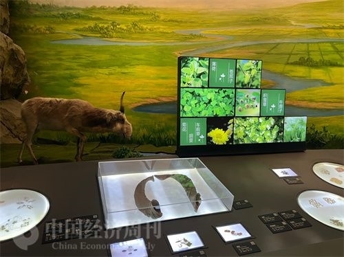  （中醫(yī)藥博物館展出的各類中藥材令人應(yīng)接不暇。中國經(jīng)濟周刊記者 郭志強 攝）