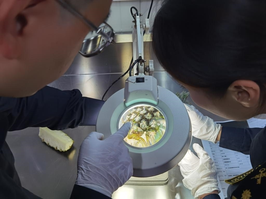 11月3日，上海海關(guān)關(guān)員對(duì)首批入境中國、參展第六屆進(jìn)博會(huì)的貝寧菠蘿進(jìn)行檢驗(yàn)檢疫。新華社記者 吳宇 攝