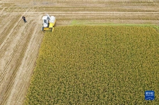 11月4日，在南通市通州區(qū)十總鎮(zhèn)育民村農(nóng)場，一臺設置好參數(shù)的無人收割機在工作中（無人機照片）。