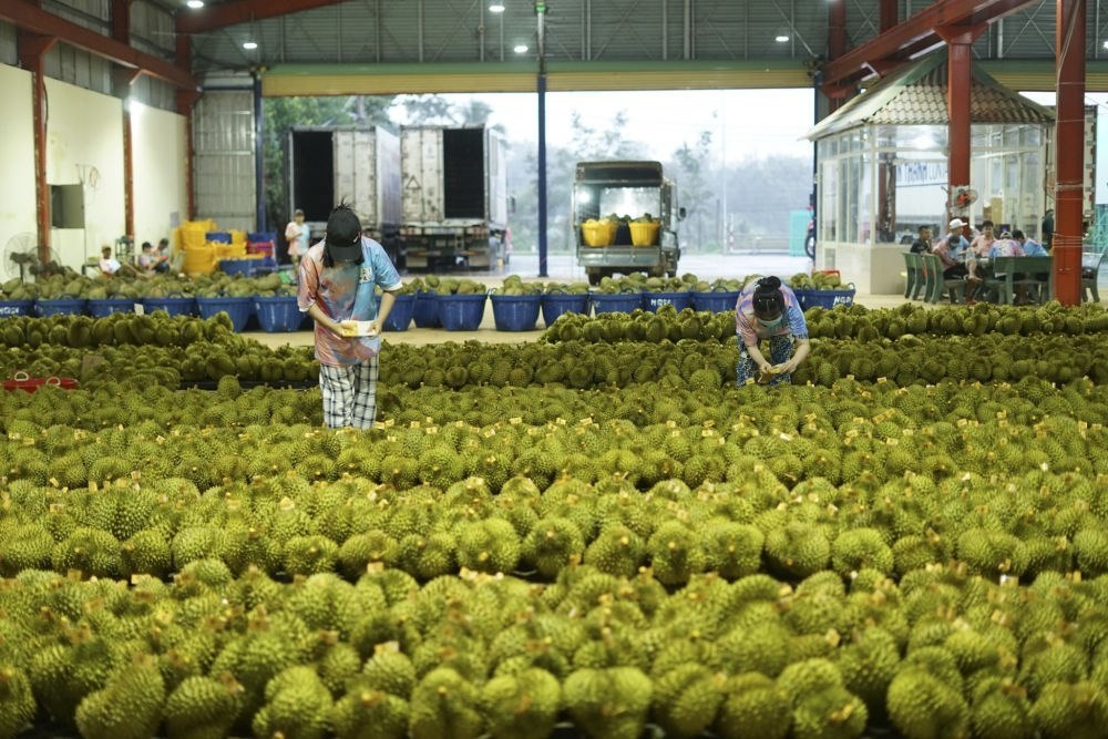 2023年9月15日，在越南多樂省一家榴蓮加工廠，工人在給即將出口到中國的榴蓮包裝貼牌。隨著《區(qū)域全面經(jīng)濟(jì)伙伴關(guān)系協(xié)定》紅利釋放，中國—東盟貿(mào)易規(guī)模進(jìn)一步擴(kuò)大。越來越多東盟國家的優(yōu)質(zhì)水果便捷地進(jìn)入中國市場，走上消費(fèi)者的餐桌。