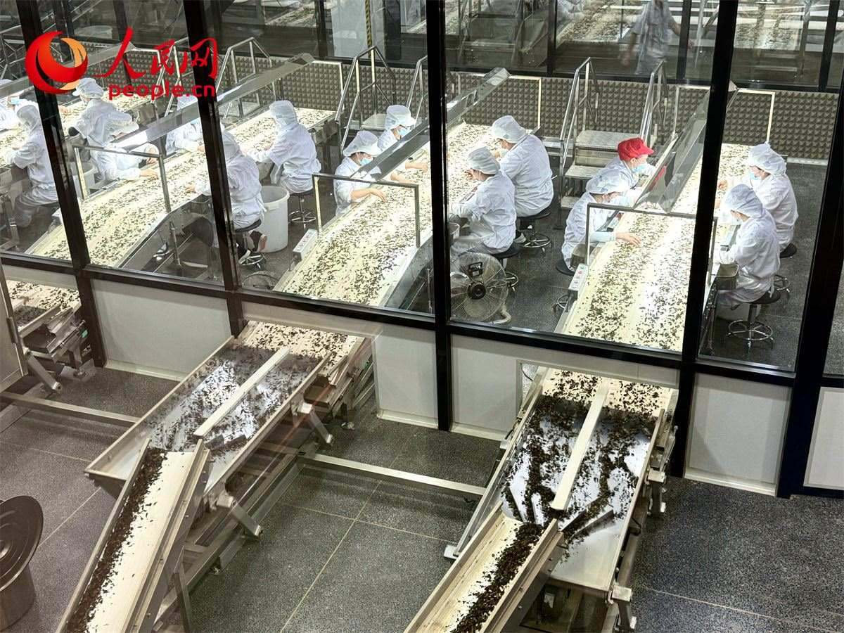 工人在對(duì)茶葉進(jìn)行目視揀剔。人民網(wǎng)記者 劉微攝