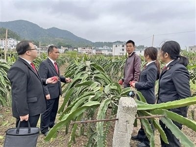  圖④：岑溪法院糯垌法庭法官深入轄區(qū)火龍果基地調(diào)研。