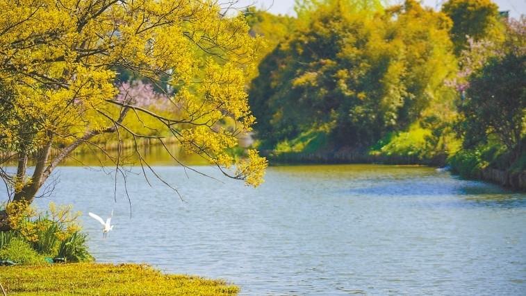  碧波蕩漾 浙江嘉興市海鹽縣望海街道永福社區(qū)荷花池，一汪碧水波光粼粼，風(fēng)光旖旎。當(dāng)?shù)厥冀K堅(jiān)持綠色發(fā)展，促進(jìn)人與自然和諧共生。 肖弗勒模具（嘉興）有限公司德國籍經(jīng)理 湯姆·魯特納攝 “當(dāng)?shù)卮迕窀嬖V我，如今環(huán)境變好了，茶余飯后，大家都會(huì)到河邊散散步，欣賞美景，和鄰居聊聊天。我想，好生態(tài)是大自然的饋贈(zèng)，更是長三角地區(qū)大力治理生態(tài)環(huán)境的結(jié)果。希望美麗中國的綠色發(fā)展之路越走越好?！? /></p> <p style=