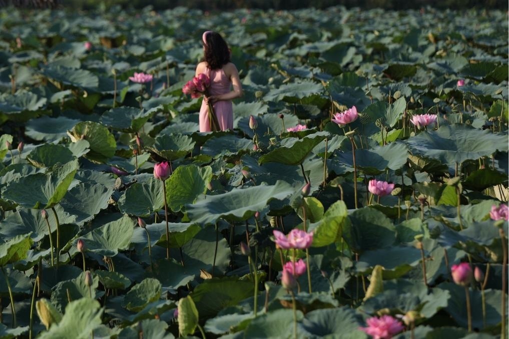 這是2020年7月15日，一名女子在越南首都河內(nèi)西湖畔的荷花叢中留影。