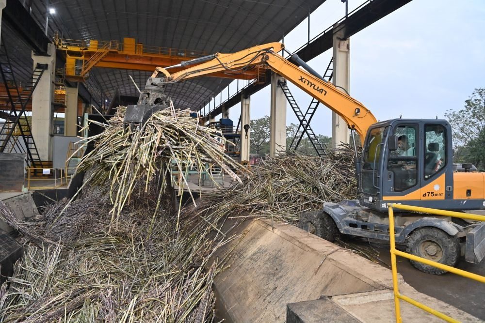 12月14日，在廣西來賓東糖鳳凰有限公司，員工操作機(jī)械將甘蔗投入傳送帶，準(zhǔn)備送往壓榨車間。