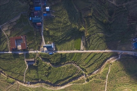 漠源鄉(xiāng)西柚基地。將樂縣農(nóng)業(yè)農(nóng)村局供圖