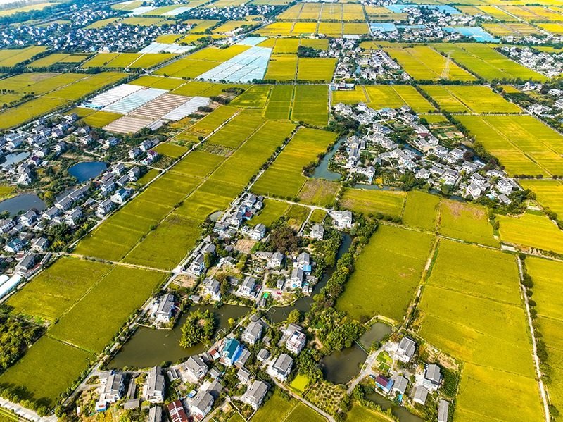 2023年10月22日，浙江海寧市黃灣鎮(zhèn)，金秋時(shí)節(jié)，金黃色的稻田與美麗鄉(xiāng)村構(gòu)成一幅寧靜祥和的畫卷。