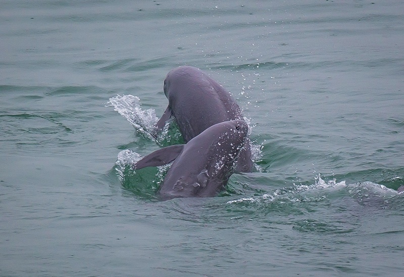 2021年5月10日，在湖北省宜昌市江邊，長江江豚在水中嬉戲。
