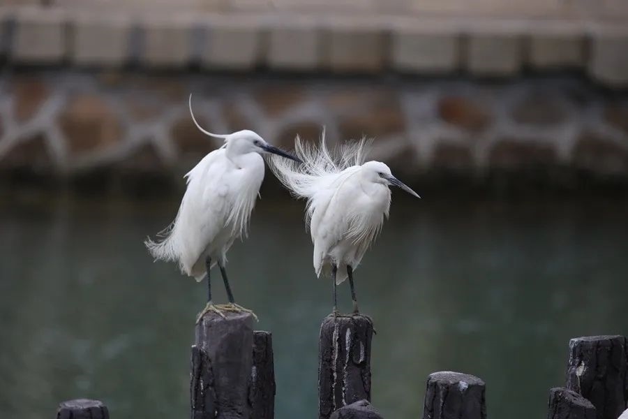 筼筜湖白鷺。人民網(wǎng)記者 陳博 攝
