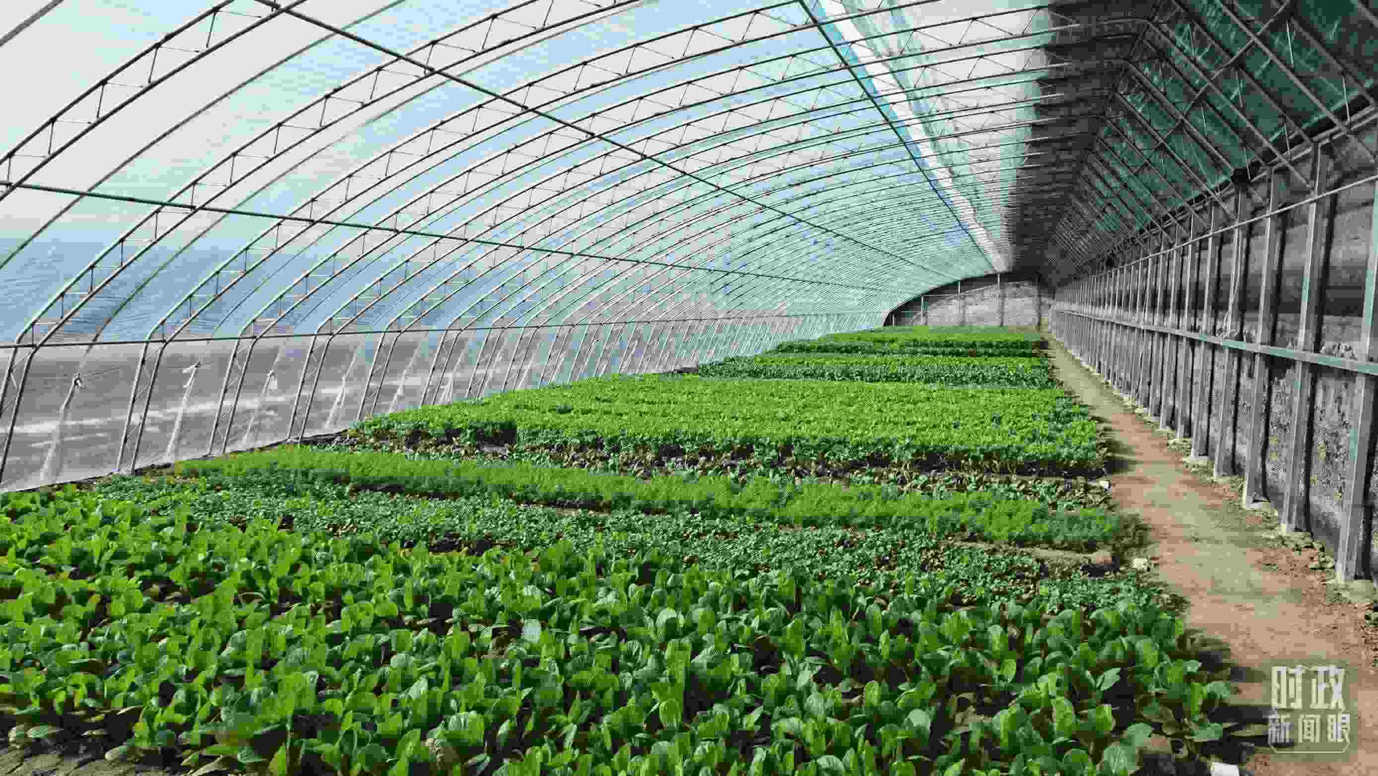 △第六埠村蔬菜大棚。（總臺(tái)央視記者郭鴻拍攝）