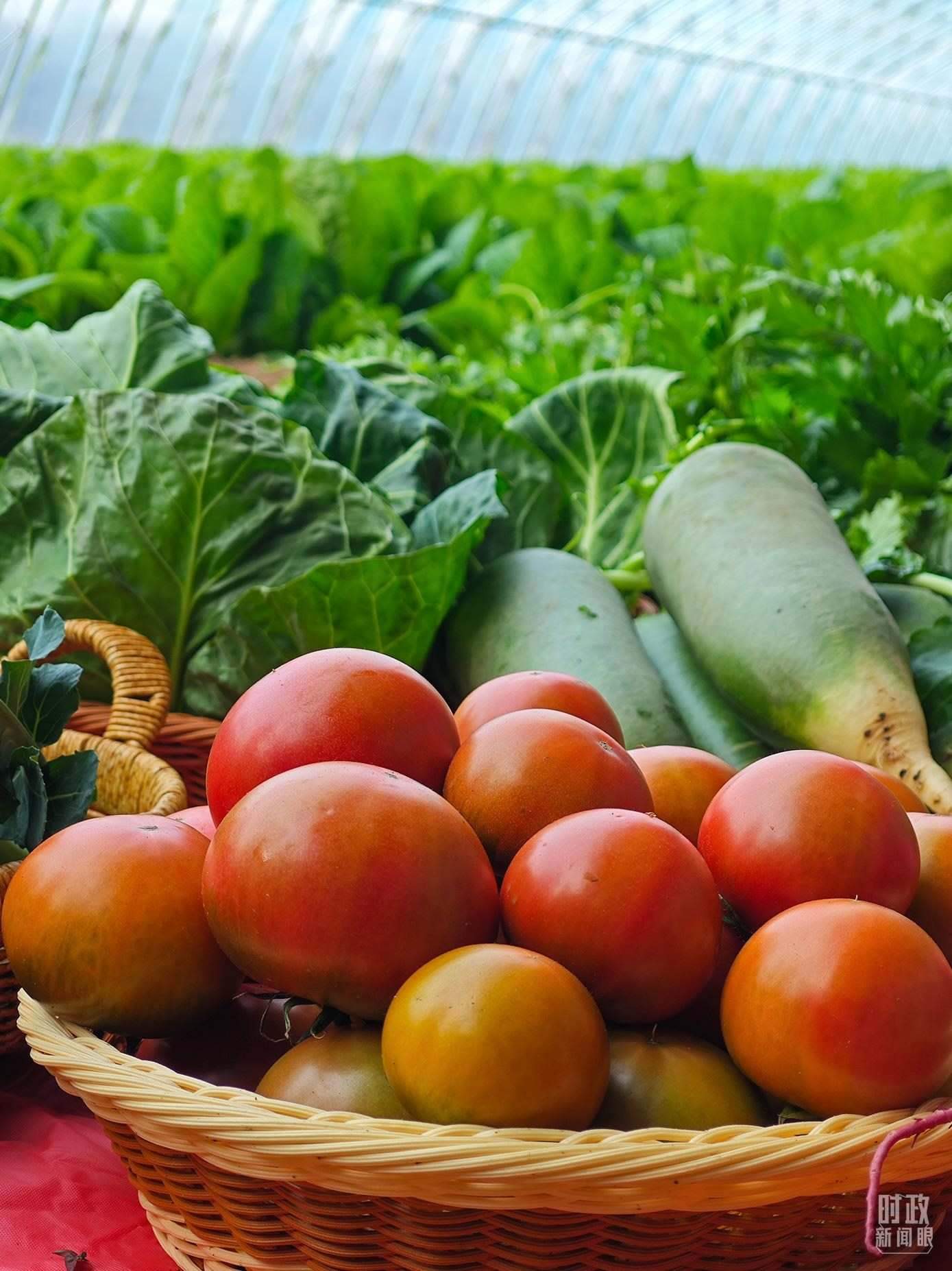 △第六埠村蔬菜大棚，蔬菜收獲頗豐。（總臺(tái)央視記者彭漢明拍攝）