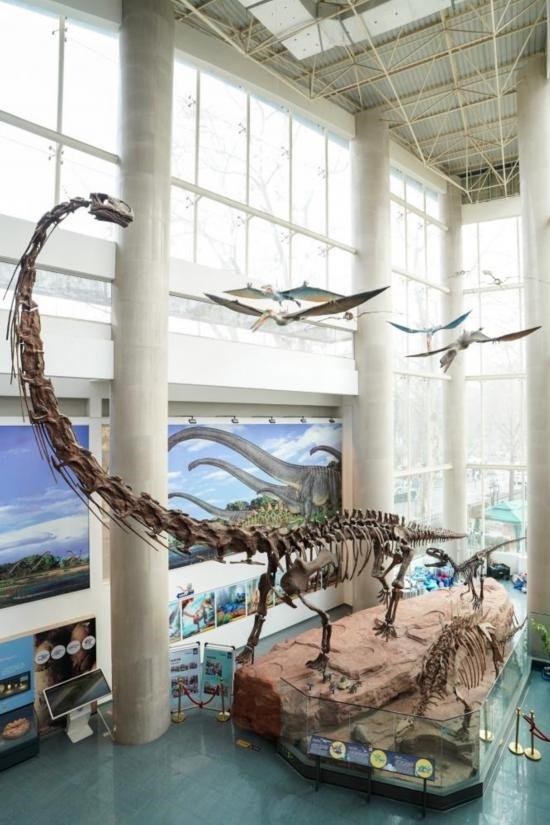 南京古生物博物館展出的馬門溪龍模型。新華社記者李博 攝