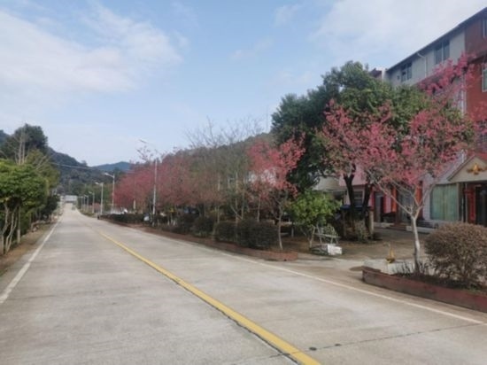 道路兩旁的山櫻花。將樂縣農(nóng)業(yè)農(nóng)村局供圖