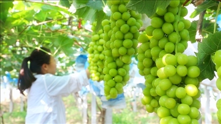 小屯村葡萄園里的陽光玫瑰葡萄。肖俊楠攝