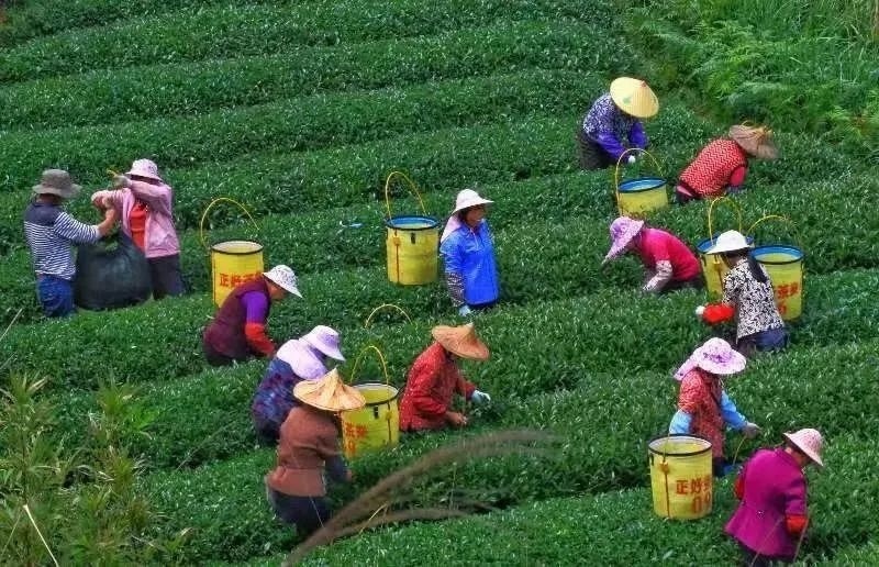 △軍營村茶農(nóng)在茶園采茶。