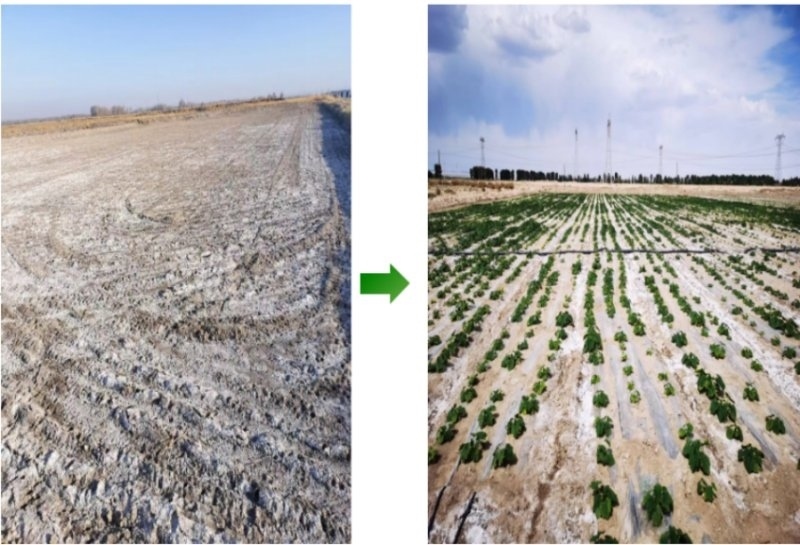 鹽堿地成良田。黃花農場供圖