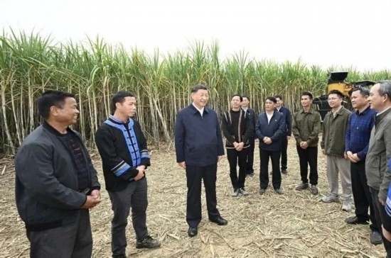 2023年12月14日，習(xí)近平總書記在廣西來賓市國家現(xiàn)代農(nóng)業(yè)產(chǎn)業(yè)園黃安優(yōu)質(zhì)“雙高”糖料蔗基地考察。