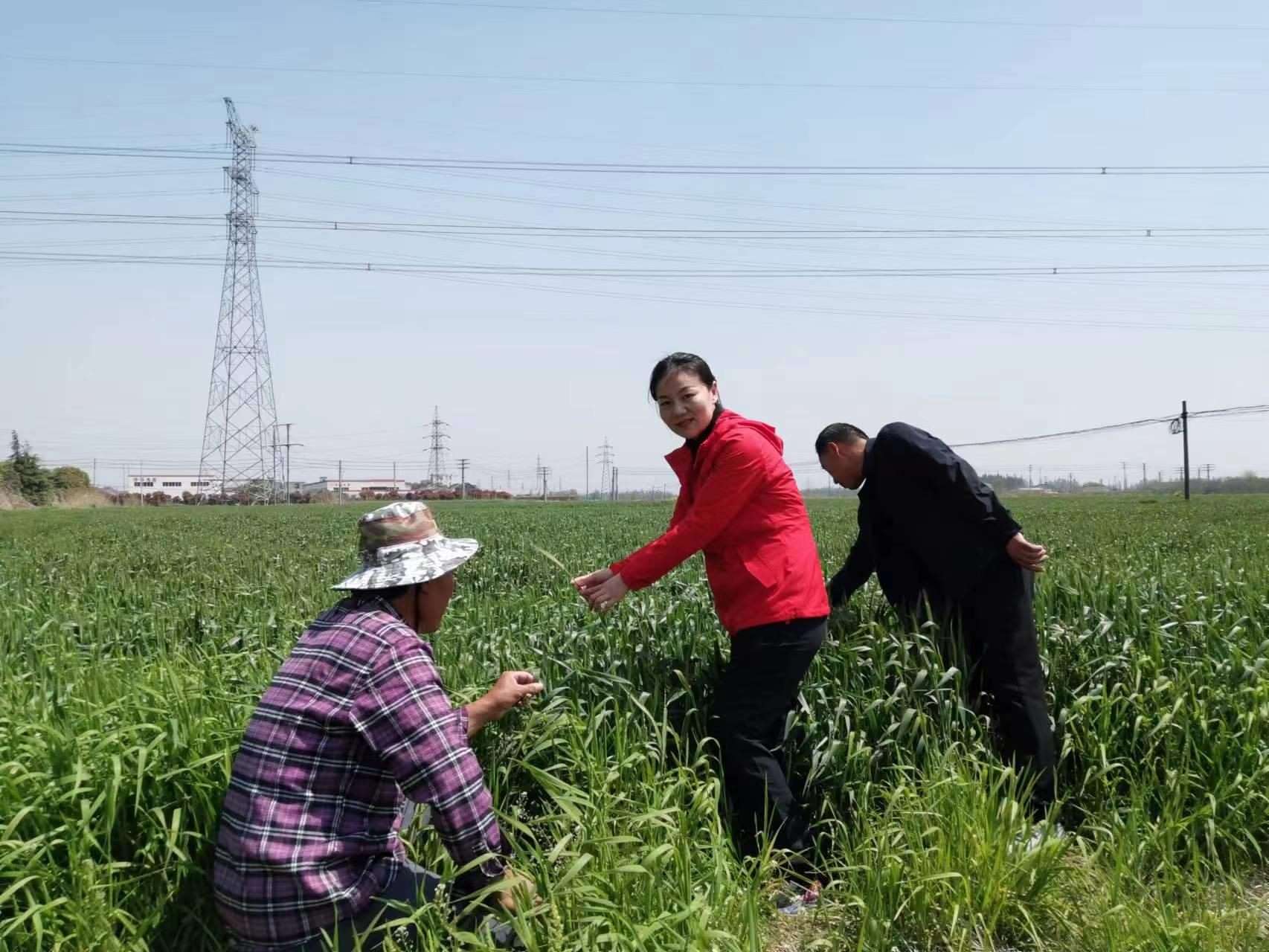 魏巧在田間察看農(nóng)作物長勢。