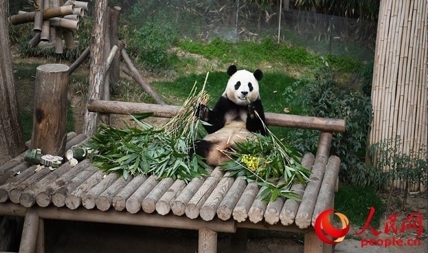 “福寶”享用新鮮的竹子。人民網(wǎng) 李帆攝