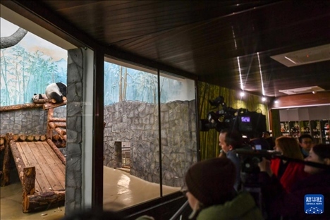 3月8日，人們?cè)诙砹_斯莫斯科動(dòng)物園觀看大熊貓“喀秋莎”（左）和媽媽“丁丁”。新華社記者 曹陽(yáng) 攝