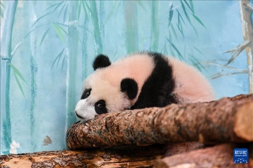 這是3月8日在俄羅斯莫斯科動(dòng)物園拍攝的大熊貓“喀秋莎”。新華社記者 曹陽(yáng) 攝