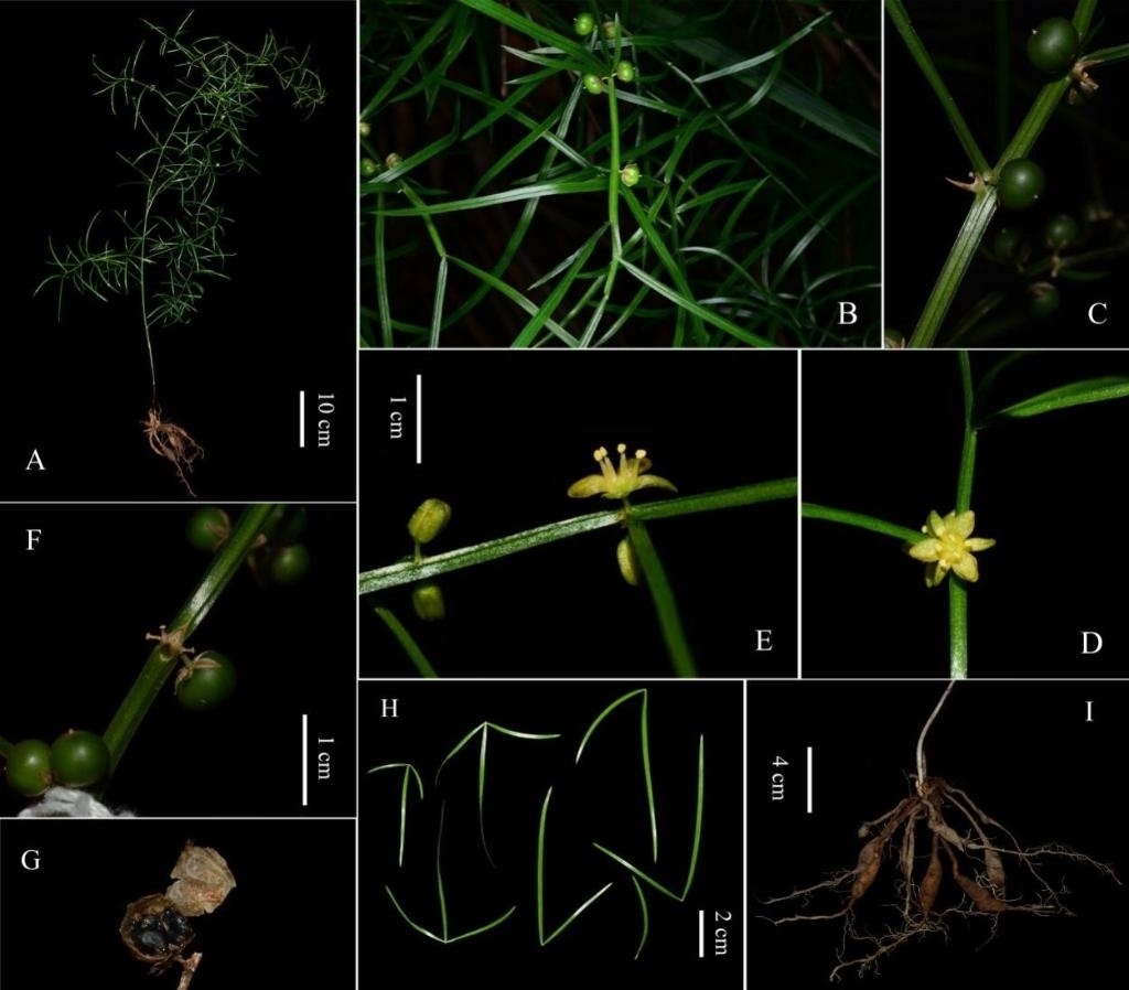 圖為大別山天門(mén)冬的形態(tài)特征。（中國(guó)科學(xué)院武漢植物園供圖）