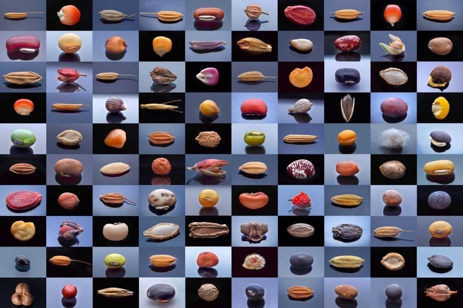 微距鏡頭下，湖南省農(nóng)作物種質(zhì)資源庫(kù)的種子千姿百態(tài)（100個(gè)種子拼版照片）。