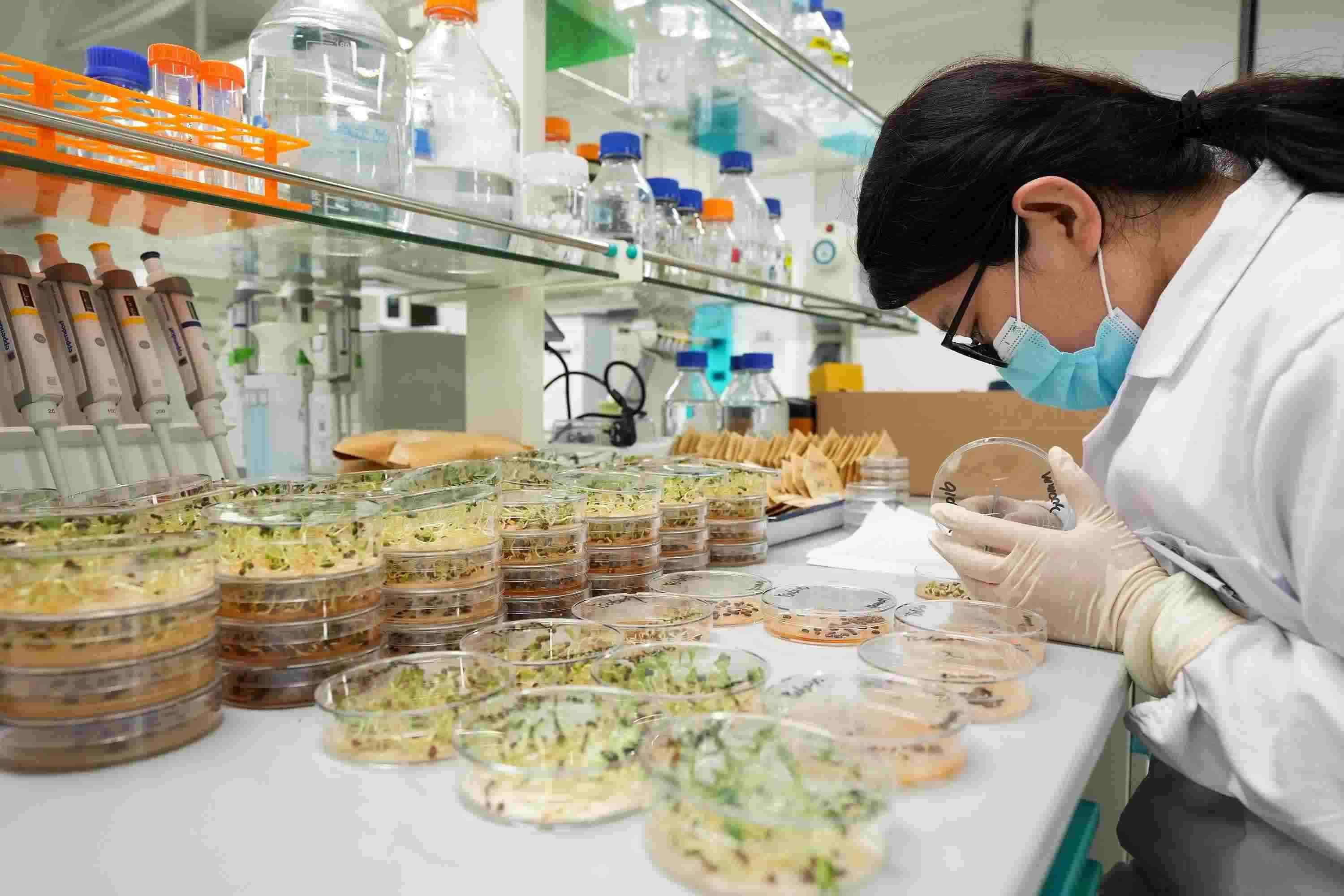 △ 海南三亞崖州灣科技城的崖州灣種子實(shí)驗(yàn)室，科研人員正在觀察種子樣本。