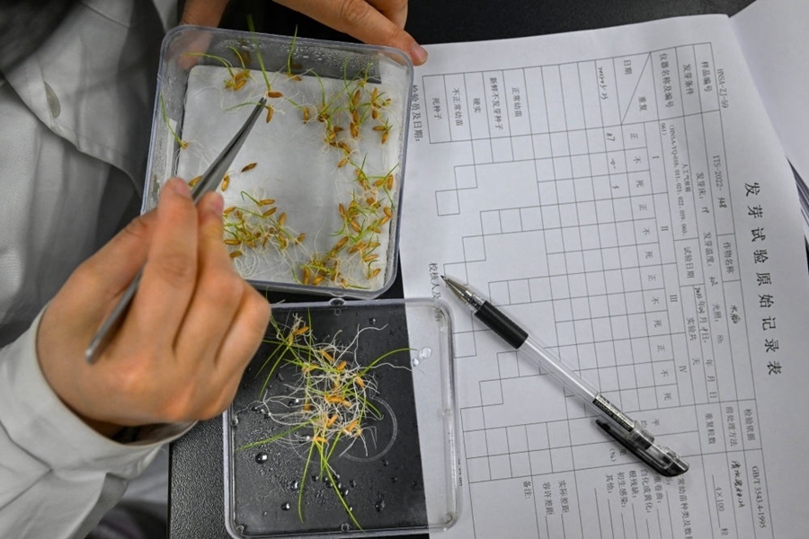 2022年3月23日，在湖南省農(nóng)作物種質(zhì)資源庫(kù)實(shí)驗(yàn)室，檢測(cè)員對(duì)保存的水稻種子進(jìn)行發(fā)芽試驗(yàn)檢測(cè)。