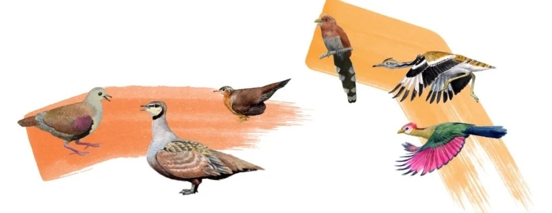 鴿鴇類(lèi)。浙江大學(xué)供圖