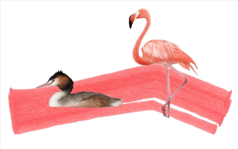 奇跡鳥(niǎo)類(lèi)（火烈鳥(niǎo)總目）。浙江大學(xué)供圖