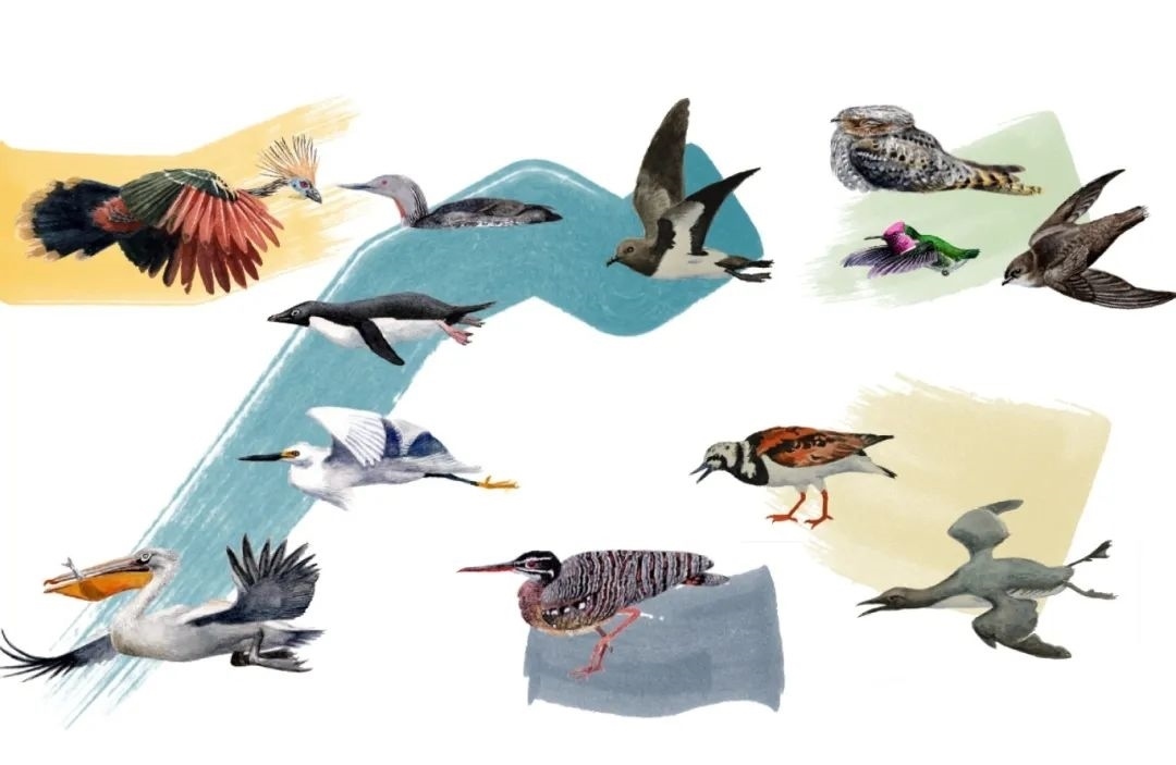 元素鳥(niǎo)類(lèi)。浙江大學(xué)供圖