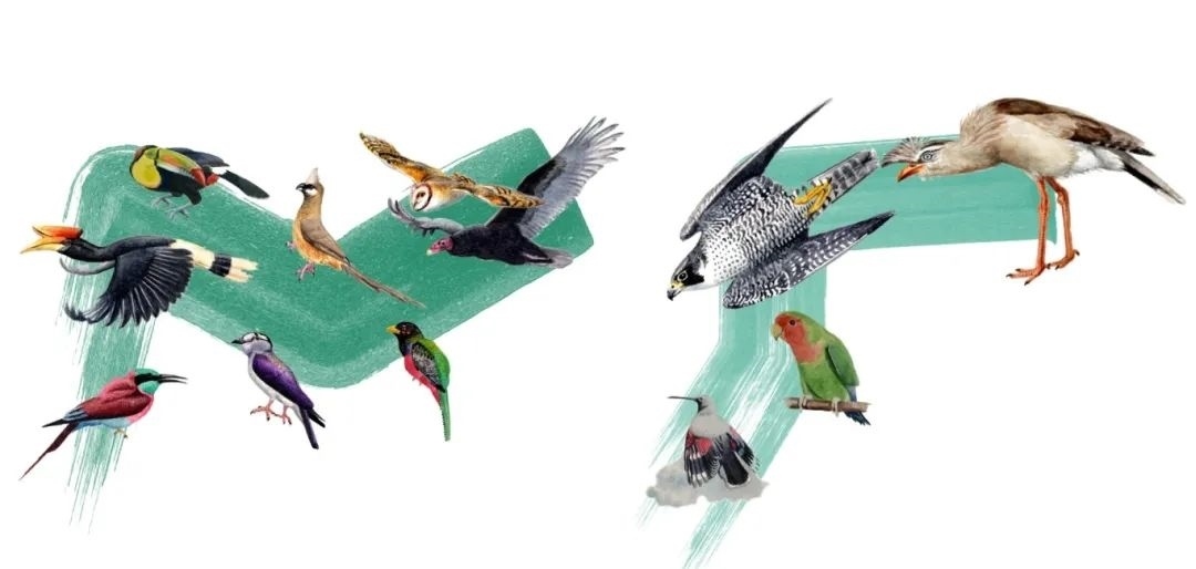 陸鳥(niǎo)類(lèi)。浙江大學(xué)供圖