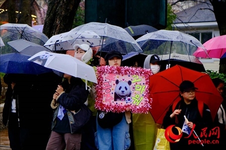 因“福寶”獲得力量和慰藉的年輕粉絲。 人民網(wǎng) 李帆攝