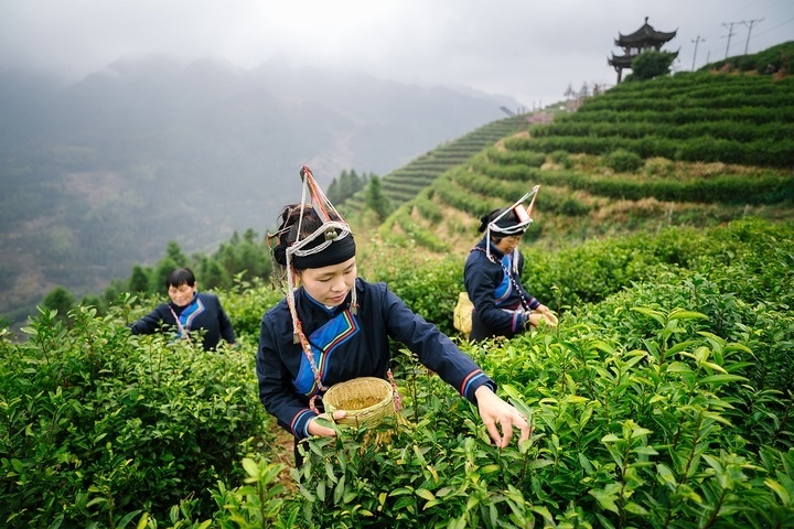惠明茶采摘。供圖 共享聯(lián)盟·景寧