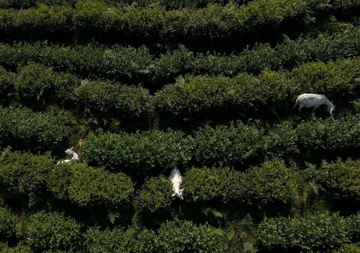 惠明茶園，養(yǎng)羊控草。供圖 共享聯(lián)盟·景寧
