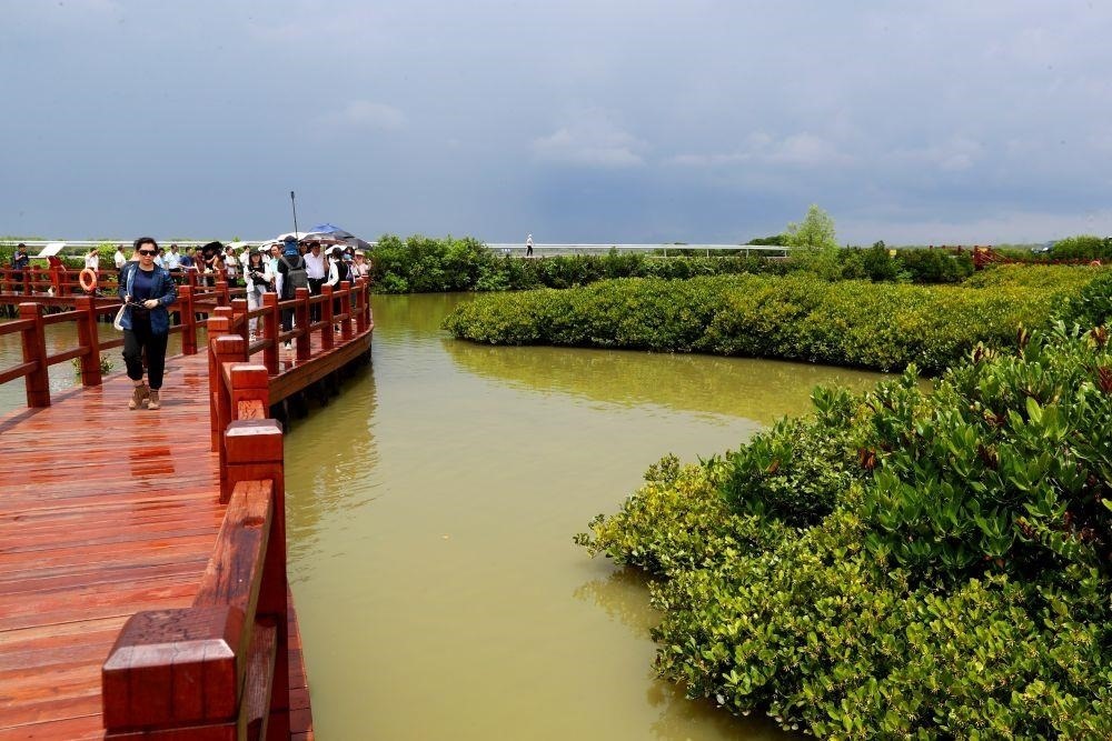 △2023年6月13日，人們在廣東湛江市麻章區(qū)金牛島觀賞紅樹林。