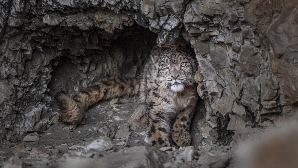 “高原精靈”雪豹。尼瑪多吉攝