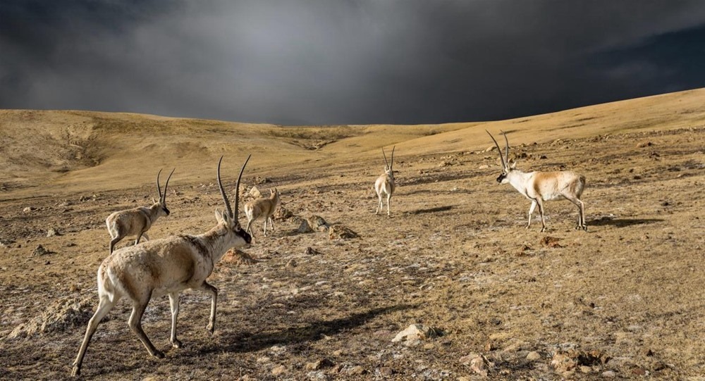 “高原精靈”藏羚羊。尼瑪多吉攝