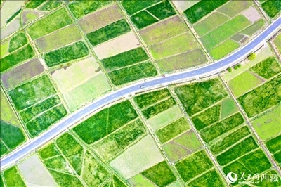 無人機(jī)視角下的西藏山南市瓊結(jié)農(nóng)田。人民網(wǎng)記者 次仁羅布攝