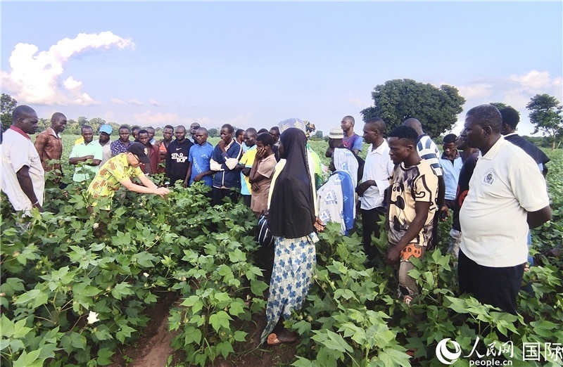 當(dāng)?shù)孛揶r(nóng)紛紛向中國專家學(xué)習(xí)技術(shù)。人民網(wǎng)記者 黃培昭攝