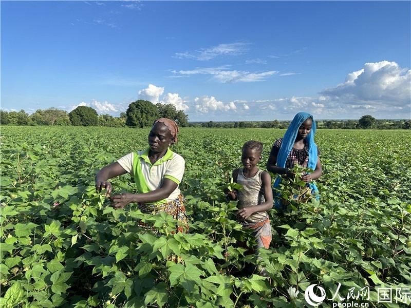 當(dāng)?shù)孛揶r(nóng)在麥田里勞作。人民網(wǎng)記者 黃培昭攝