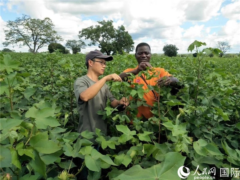 首小勇指導(dǎo)當(dāng)?shù)剞r(nóng)民種植棉花。人民網(wǎng)記者 黃培昭攝