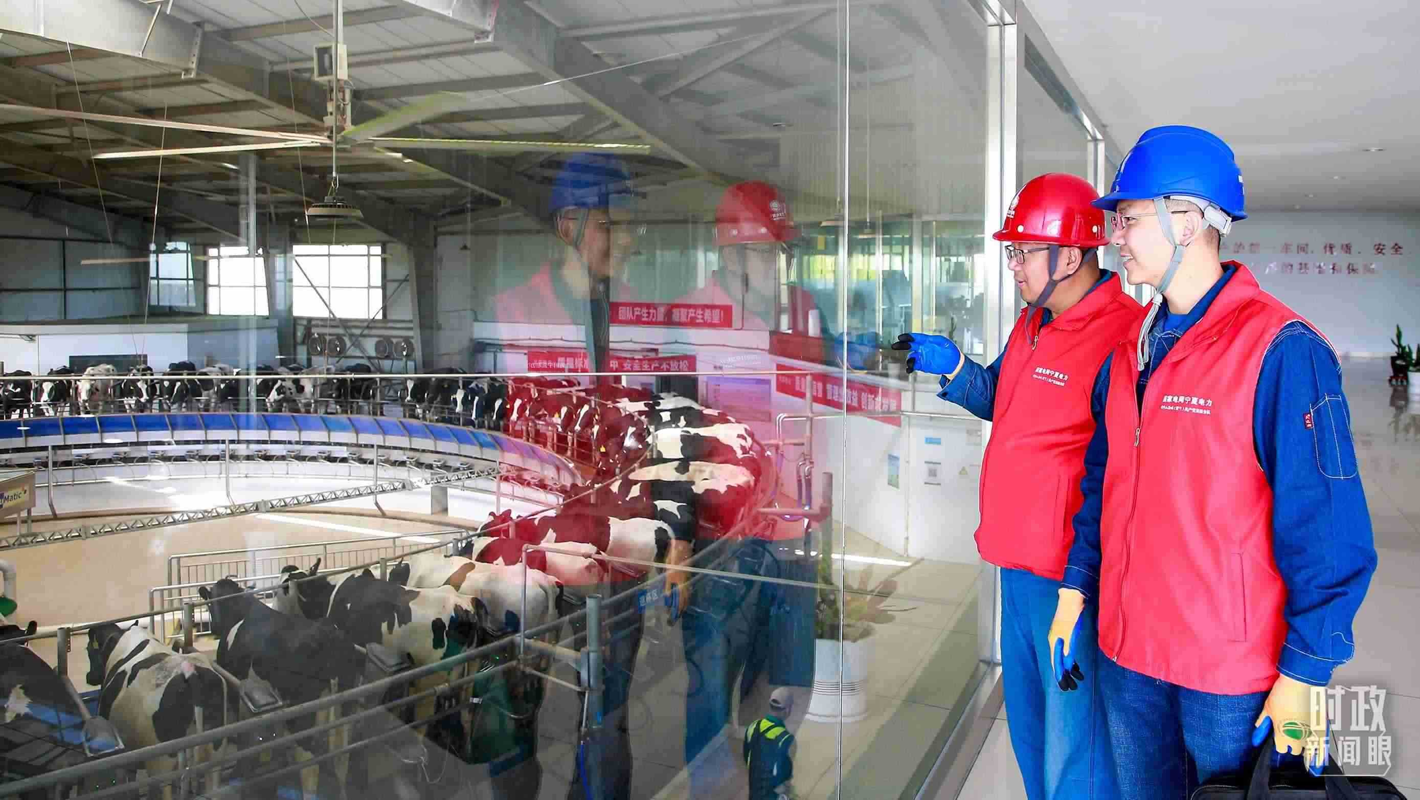  △寧夏銀川，電力員工深入奶牛養(yǎng)殖企業(yè)，助力數(shù)智化養(yǎng)殖。（圖/視覺中國）