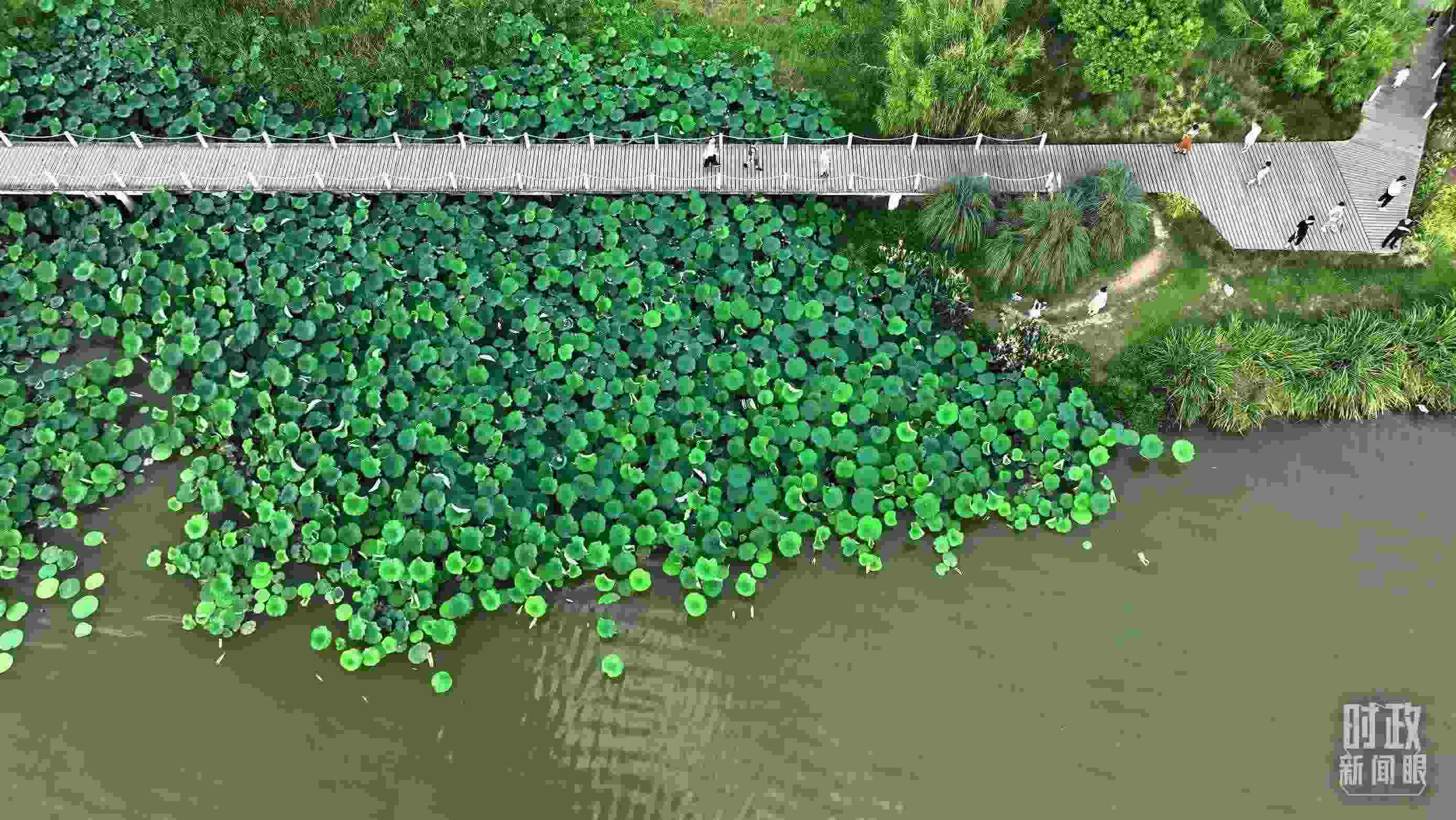 △陜西漢中天漢濕地公園內(nèi)，游人穿行，荷影婆娑。（總臺記者劉海濤拍攝）