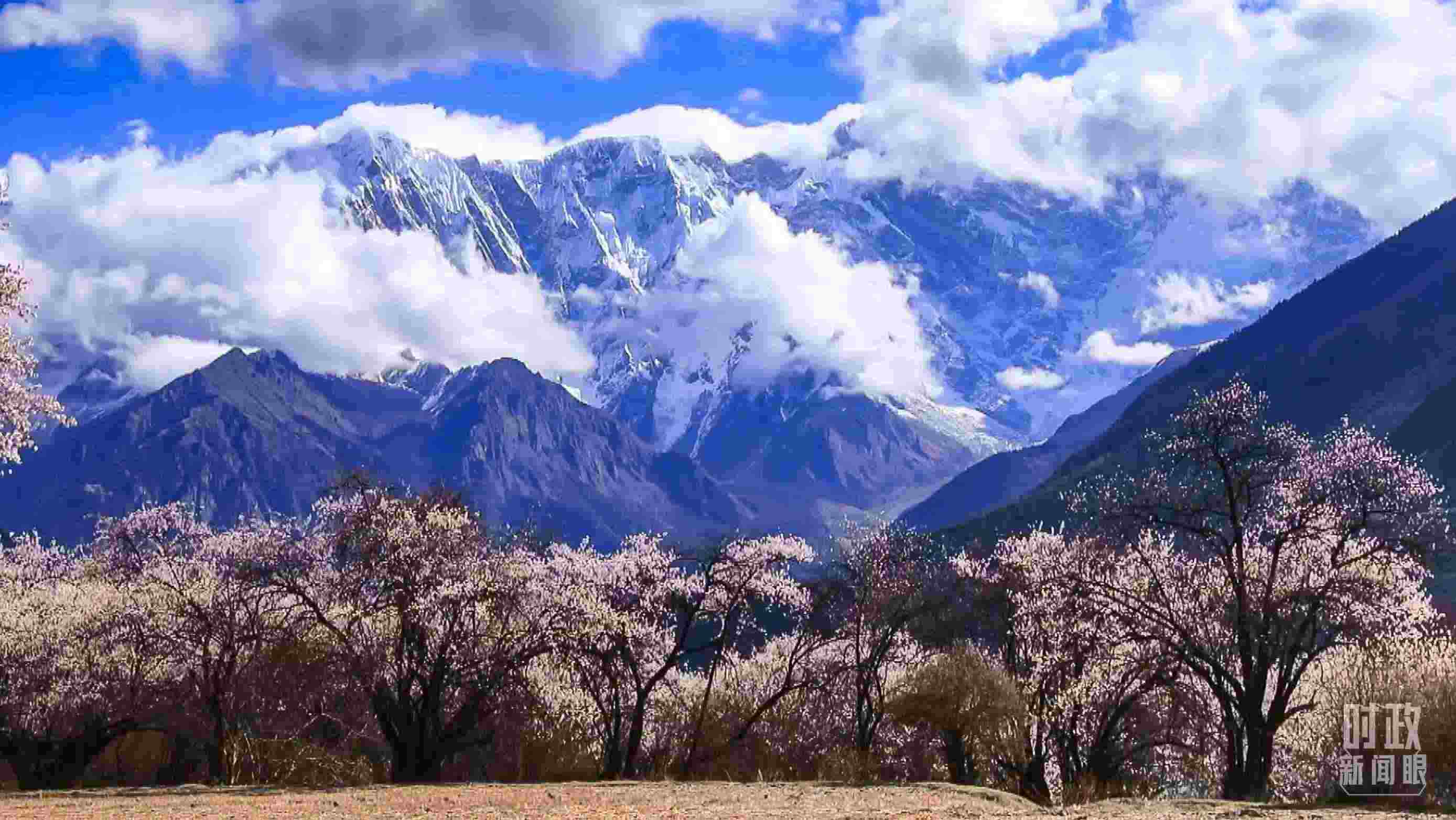 △西藏林芝。（總臺記者李旭拍攝）